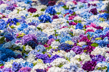 茨城県　雨引観音の紫陽花
