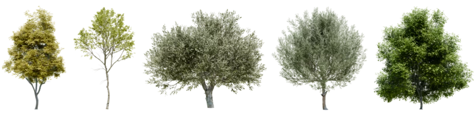 Foto op Aluminium Collection of realistic large woods trees with isolated on transparent background. PNG file, 3D rendering illustration, Clip art and cut out © EcoSpace