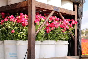 pink ranunculus bouquets