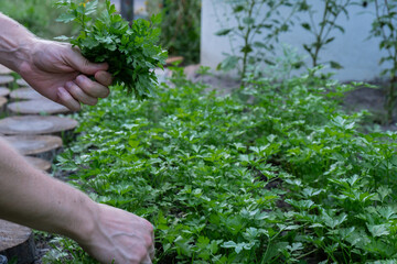 Fototapeta na wymiar Male hands collecting fresh grown parsley from garden bed. Homegrown locally agriculture healthy country life concept. Farming 