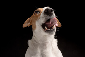 Satisfied dog licks Jack Russell terrier looks up. Hungry pet and thirst for delicious food. Black...