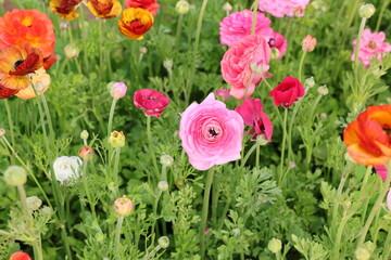 mixed colors ranunculus 
