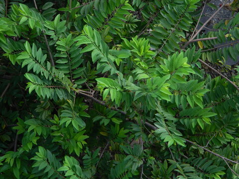 Natural green background from plants that grow in tropical places. Suitable for templates, posters, billboards or banners
