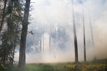 Fototapeta premium Smoke from a forest fire. Soft focus.