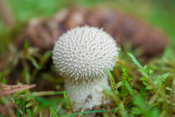 Puffball mushroom in natural environment.