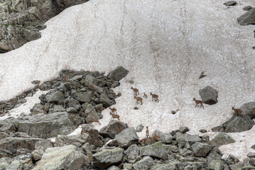 Small figures of mountain goats against the background of a glacier.