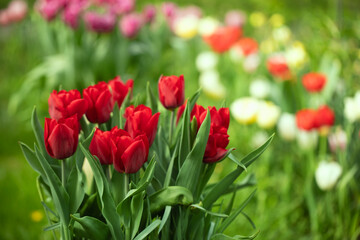 red tulips, spring flowers
