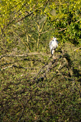 H&eacute;ron sur une branche d'arbre