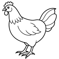    chicken vector illustration with line art.
