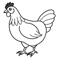    chicken vector illustration with line art.