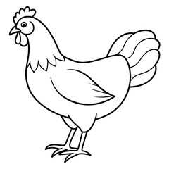    chicken vector illustration with line art.

