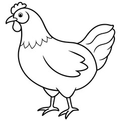    chicken vector illustration with line art.
