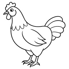    chicken vector illustration with line art.
