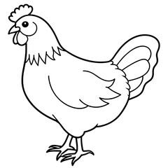    chicken vector illustration with line art.
