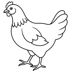    chicken vector illustration with line art.
