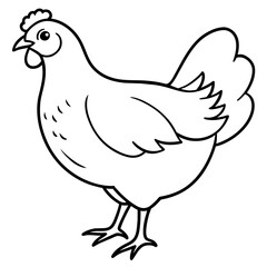    chicken vector illustration with line art.
