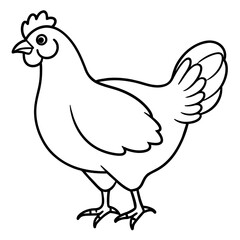    chicken vector illustration with line art.
