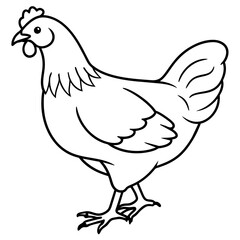    chicken vector illustration with line art.
