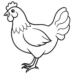    chicken vector illustration with line art.
