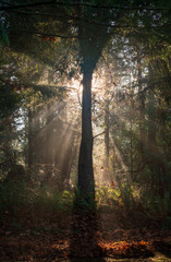 Morning Light Cutting through the Forest at Salsbury Point County Park, Located on the shoreline next to the Hood Canal Bridge, Washington State