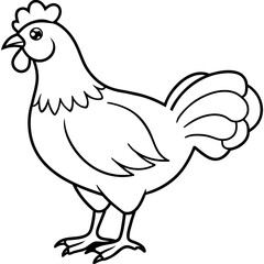    chicken vector illustration with line art.
