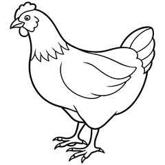    chicken vector illustration with line art.
