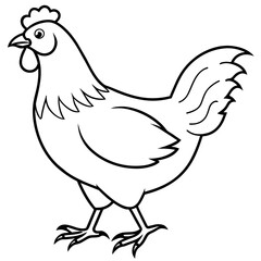    chicken vector illustration with line art.
