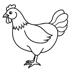    chicken vector illustration with line art.
