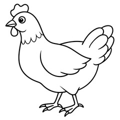    chicken vector illustration with line art.

