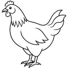    chicken vector illustration with line art.
