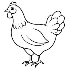    chicken vector illustration with line art.
