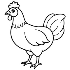    chicken vector illustration with line art.
