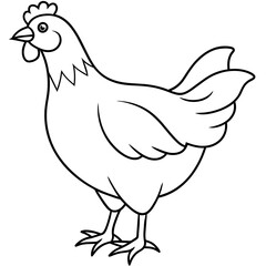    chicken vector illustration with line art.
