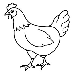    chicken vector illustration with line art.
