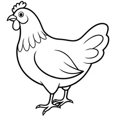    chicken vector illustration with line art.
