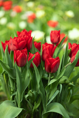 czerwone tulipany, wiosenne kwiaty	 - obrazy, fototapety, plakaty