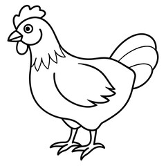    chicken vector illustration with line art.
