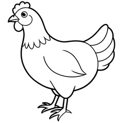    chicken vector illustration with line art.
