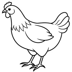    chicken vector illustration with line art.
