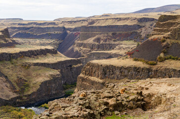 Marmots at Palouse Falls State Park, Washington State