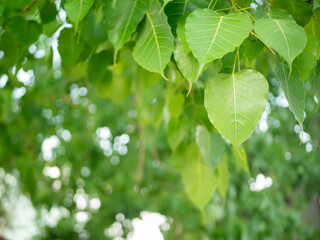 Fototapeta na wymiar Green Bodhi leaves flutter back and forth.