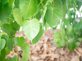 Green Bodhi leaves flutter back and forth.