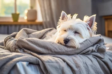 Foto op Canvas West highland terrier sleeping on the bed covered with a blanket. © Cagkan