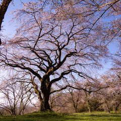 Fototapeta premium 桜前線に誘われて