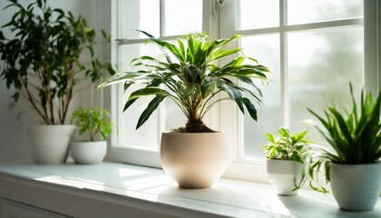 indoor serenity green potted plant on table adds life to modern decor houseplant elegance stylish touch of nature in white interior nature corner fresh green on cozy windowsill