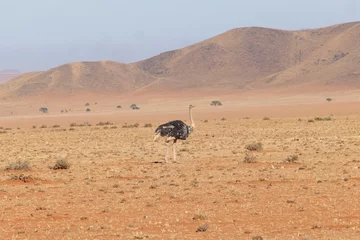  Picture of a running ostrich on open savannah in Namibia during the © Aquarius