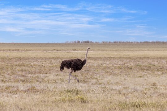 Picture of a running ostrich on open savannah in Namibia during the