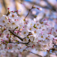 桜前線に誘われて