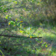桜前線に誘われて
