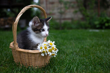 gray and white cute kitten sits in a wicker basket, which is decorated with several white daisies. Cat childhood, beautiful postcards, harmony of nature, tenderness